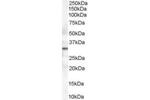 Western Blotting (WB) image for anti-Syntaxin 6 (STX6) (AA 112-122) antibody (ABIN297723) (Syntaxin 6 anticorps  (AA 112-122))