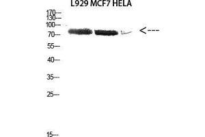Western Blot (WB) analysis of L929 MCF7 HeLa cells using Antibody diluted at 2000.