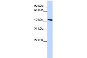 WB Suggested Anti-TMOD3 Antibody Titration: 0. (TMOD3 anticorps  (Middle Region))