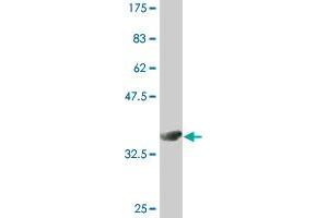 Western Blot detection against Immunogen (36.