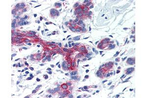 Anti-AIFM3 antibody IHC of human breast. (AIFM3 anticorps  (Internal Region))