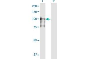 Western Blot analysis of MCM4 expression in transfected 293T cell line by MCM4 MaxPab polyclonal antibody. (MCM4 anticorps  (AA 1-863))