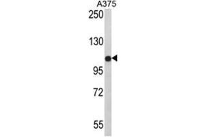 Western blot analysis of PALA Antibody (N-term) in A375 cell line lysates (35ug/lane). (TECPR1 / PALA (N-Term) anticorps)