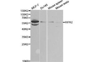 Western blot analysis of extracts of various cell lines, using RIPK2 antibody.