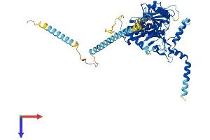 AlphaFold protein structure predicition of Human Recombinant CSGALNACT2 Protein, UniprotID Q8N6G5