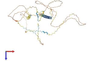 AlphaFold protein structure predicition of Human Recombinant AKAP5 Protein, UniprotID P24588