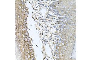 Immunohistochemistry of paraffin-embedded mouse skin using CALU antibody at dilution of 1:100 (x40 lens). (CALU anticorps)