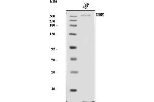 Western blot analysis of Giantin/GOLGB1 using anti-Giantin/GOLGB1 antibody (ABIN7600139). (Golgin B1 (GOLGB1) (AA 153-950) anticorps)