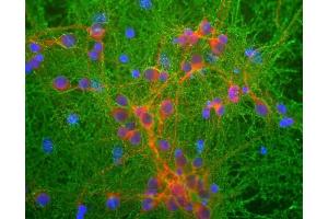 Mixed neuronal cultures stained with ABIN1580421 (green), RPCA-MAP2, a rabbit antibody to microtubule associated protein 2 (MAP2, red) and DNA (blue). (GAP43 anticorps)