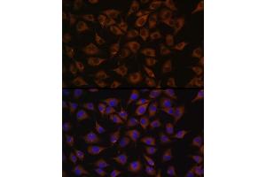 Immunofluorescence analysis of L929 cells using Prohibitin Rabbit pAb (ABIN3020627, ABIN3020628, ABIN3020629 and ABIN6213601) at dilution of 1:100 (40x lens). (Prohibitin anticorps  (AA 73-272))