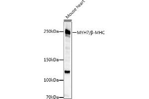 Western blot analysis of extracts of various cell lines, using MYH7/β-MHC Rabbit pAb antibody (ABIN6129609, ABIN6144239, ABIN6144240 and ABIN6223471) at 1:500 dilution.