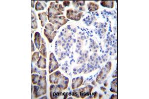 UROC1 Antibody (Center) (ABIN655098 and ABIN2844729) immunohistochemistry analysis in formalin fixed and paraffin embedded human pancreas tissue followed by peroxidase conjugation of the secondary antibody and DAB staining.