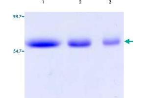 Lane 1 to 3: TNFRSF21 (Human) Recombinant Protein with Fc (2000 ng, 1000 ng, 500 ng per lane). (TNFRSF21 Protein (AA 1-212))