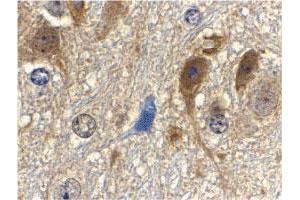 Immunohistochemistry of MLST8 in mouse brain tissue with MLST8 polyclonal antibody  at 10 ug/mL . (GBL anticorps  (C-Term))