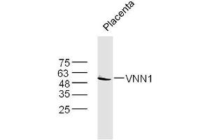 Mouse placenta lysates probed with VNN1 Polyclonal Antibody, Unconjugated  at 1:300 dilution and 4˚C overnight incubation.