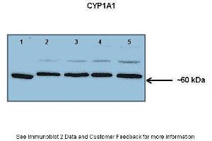 Lanes:   Lane 1: Human lung microsome lysate Lane 2-5: 150 ug mouse lung microsome lysate  Primary Antibody Dilution:   1: 1000  Secondary Antibody:   Anti-rabbit HRP  Secondary Antibody Dilution:   1: 10000  Gene Name:   CYP1A1  Submitted by:   Jing Peng, Fox Chase Cancer Center
