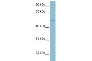 WB Suggested Anti-LBP Antibody Titration:  0. (LBP anticorps  (Middle Region))
