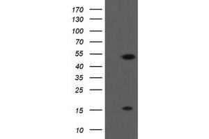 Image no. 1 for anti-ALX Homeobox 4 (ALX4) antibody (ABIN1496620) (ALX4 anticorps)