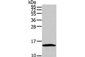 Western Blot analysis of HT-29 cell using HMGA1 Polyclonal Antibody at dilution of 1/250 (HMGA1 anticorps)