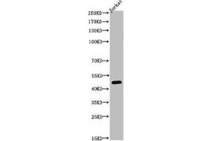 Western Blot analysis of JK cells using Acetyl-Tubulin α (K40) Polyclonal Antibody
