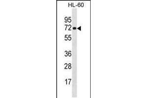 Western blot analysis in HL-60 cell line lysates (35ug/lane). (NEIL3 anticorps  (AA 292-320))