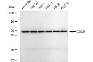 Western blotting analysis using CDC5 antibody (ABIN7797993).