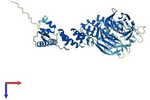 AlphaFold protein structure predicition of Mouse Recombinant Enc1 Protein, UniprotID O35709