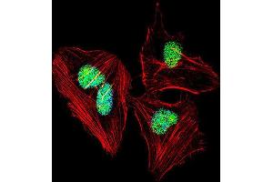 Immunofluorescence (IF) image for anti-Nuclear Factor I/A (NFIA) antibody (ABIN2997755) (NFIA anticorps)