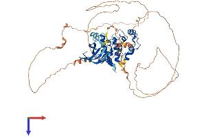 AlphaFold protein structure predicition of Human Recombinant MAK Protein, UniprotID P20794