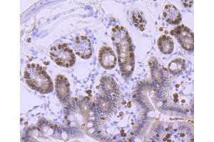 Paraformaldehyde-fixed, paraffin embedded mouse colon, Antigen retrieval by boiling in sodium citrate buffer (pH6) for 15min, Block endogenous peroxidase by 3% hydrogen peroxide for 30 minutes, Blocking buffer at 37°C for 20min, Antibody incubation with FOXA1 (5F7) Monoclonal Antibody  at 1:50 overnight at 4°C, followed by a conjugated secondary and DAB staining.