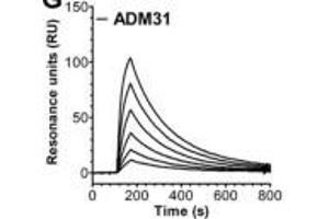 Identification of monoclonal Abs that block albumin binding to hFcRn. (FcRn anticorps)