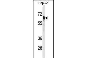 Western blot analysis of anti-PCK2 Antibody (N-term) (ABIN392678 and ABIN2842171) in HepG2 cell line lysates (35 μg/lane).