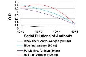 ELISA analysis of MSTN monoclonal antibody, clone 6E4E6  at 1:10000 dilution. (MSTN anticorps  (AA 24-266))