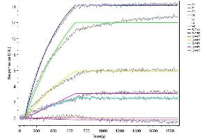 TREM2 Recombinant Monoclonal Antibody  captured on Protein A Chip can bind Recombinant Human TREM2 with an affinity constant of 0.