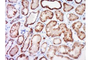 Paraformaldehyde-fixed, paraffin embedded human kidney, Antigen retrieval by boiling in sodium citrate buffer (pH6) for 15min, Block endogenous peroxidase by 3% hydrogen peroxide for 30 minutes, Blocking buffer (normal goat serum) at 37°C for 20min, Antibody incubation with Claudin 4 Polyclonal Antibody, Unconjugated  at 1:600 overnight at 4°C, followed by a conjugated secondary and DAB staining.