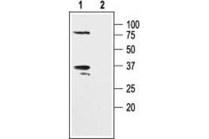 Western blot analysis of human Jurkat T cells: - 1.
