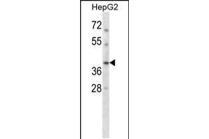 Western blot analysis in HepG2 cell line lysates (35ug/lane). (RAD51C anticorps  (AA 169-198))