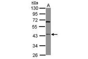 Image no. 1 for anti-HtrA Serine Peptidase 3 (HTRA3) (AA 214-453) antibody (ABIN1498769) (HTRA3 anticorps  (AA 214-453))