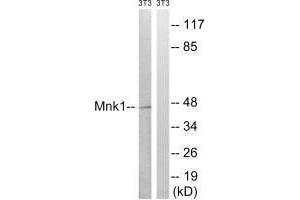 Western blot analysis of extracts from 3T3 cells, treated with PMA (125 ng/mL, 30 mins), using Mnk1 (Ab-385) antibody. (MKNK1 anticorps  (Thr385))