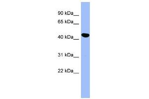 WB Suggested Anti-SERPINE2 Antibody Titration: 0.