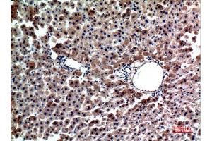Immunohistochemistry (IHC) analysis of paraffin-embedded Rat Liver, antibody was diluted at 1:100.