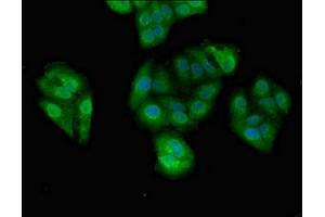 Immunofluorescent analysis of HepG2 cells using ABIN7164355 at dilution of 1:100 and Alexa Fluor 488-congugated AffiniPure Goat Anti-Rabbit IgG(H+L) (DDX4 anticorps  (AA 1-223))