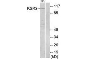 Western blot analysis of extracts from 293 cells, using KSR2 Antibody. (KSR2 anticorps  (AA 671-720))