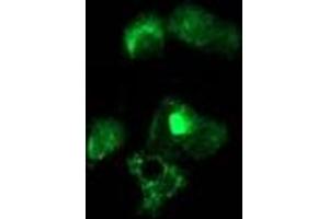Immunofluorescence (IF) image for anti-Nudix (Nucleoside Diphosphate Linked Moiety X)-Type Motif 6 (NUDT6) antibody (ABIN1499867) (NUDT6 anticorps)