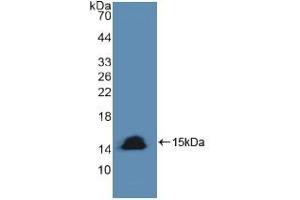 Western blot analysis of recombinant Human CASP8. (Caspase 8 anticorps  (AA 385-479))