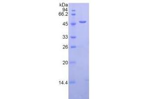 SDS-PAGE analysis of Human LAMP2 Protein. (LAMP2 Protéine)