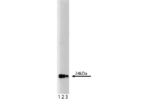 Western blot analysis of GRB2 on a PC-12 lysate (ABIN968539). (GRB2 anticorps  (AA 1-217))