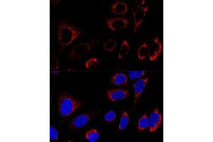Confocal immunofluorescence analysis of U2OS cells using HSP60/HSPD1 Polyclonal Antibody (ABIN3021181, ABIN3021182, ABIN3021183 and ABIN6214053) at dilution of 1:100.