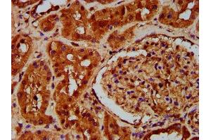IHC image of ABIN7164887 diluted at 1:200 and staining in paraffin-embedded human kidney tissue performed on a Leica BondTM system. (PTOV1 anticorps  (AA 2-137))