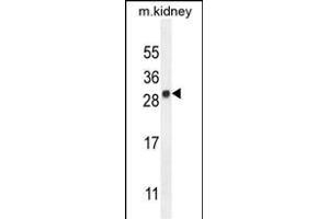 LYPD4 Antibody (Center) (ABIN654302 and ABIN2844090) western blot analysis in mouse kidney tissue lysates (35 μg/lane). (LYPD4 anticorps  (AA 104-133))